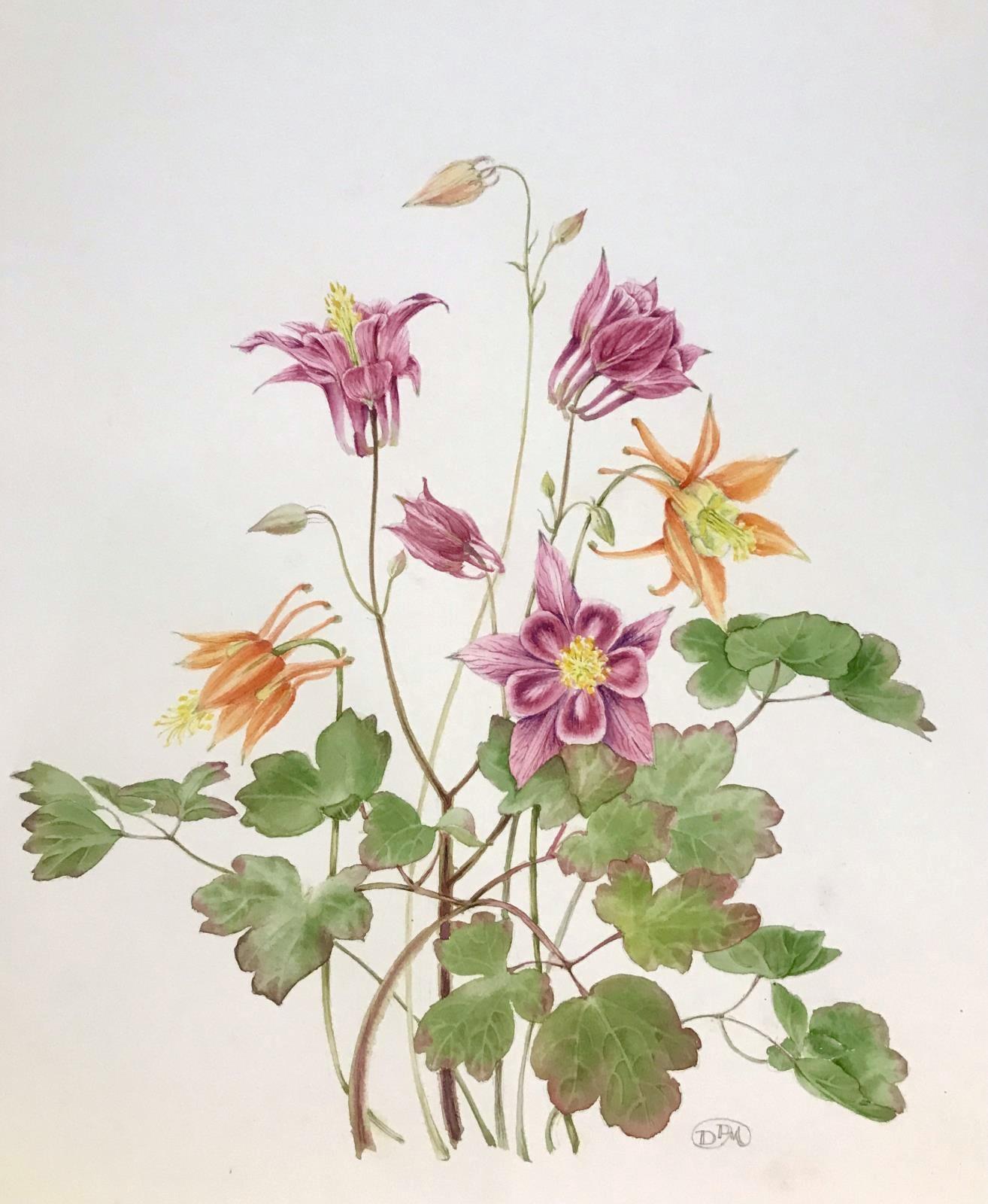 Aquilegia
