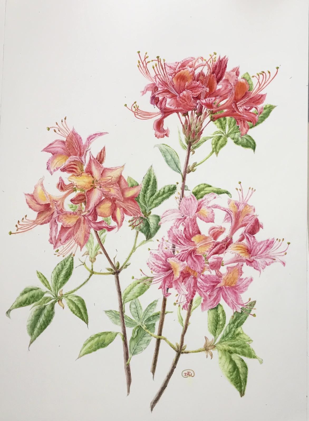 Munstead Wood Azaleas