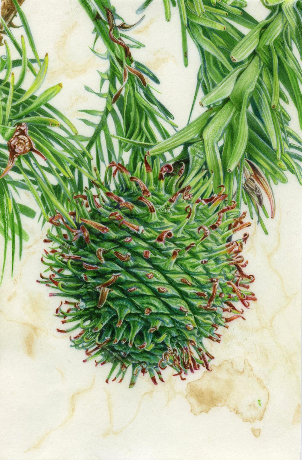Wollemia Pine 