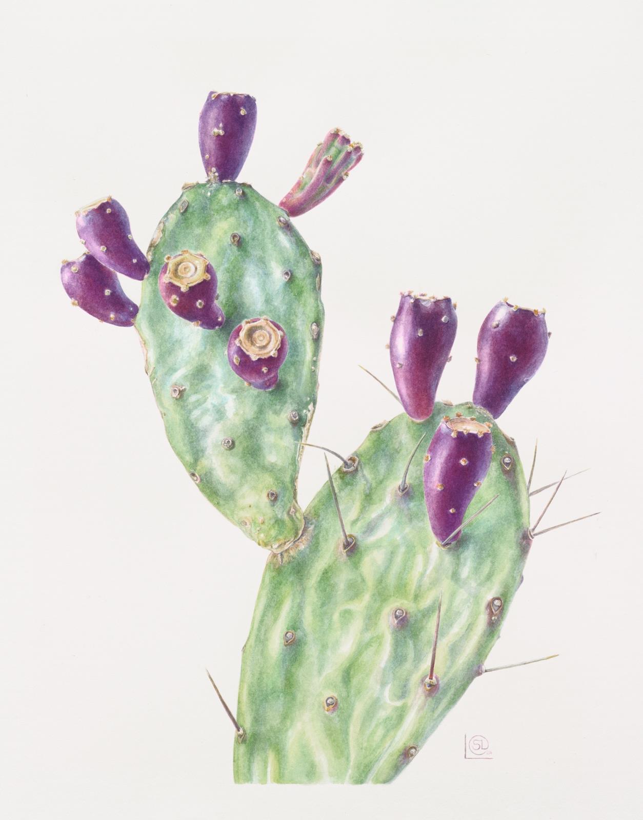 Opuntia ficus-indica, Sabr, Prickly Pear