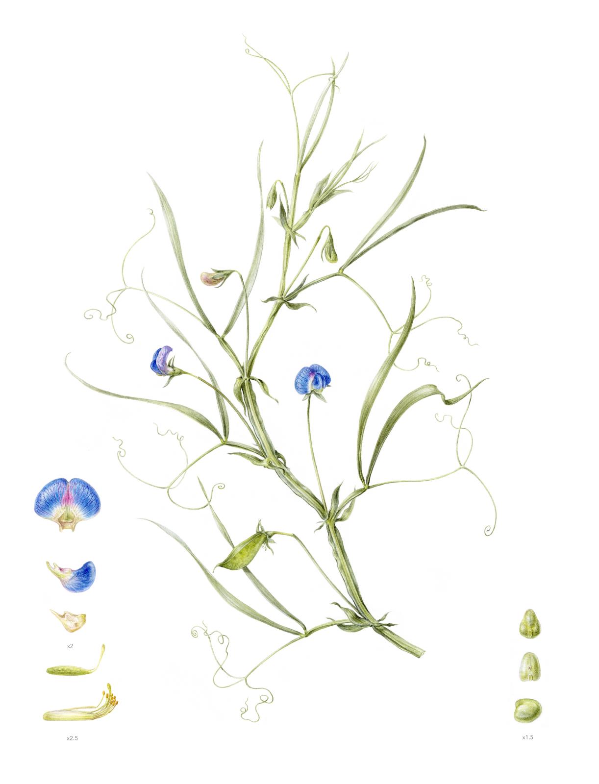 Lathyrus sativus 