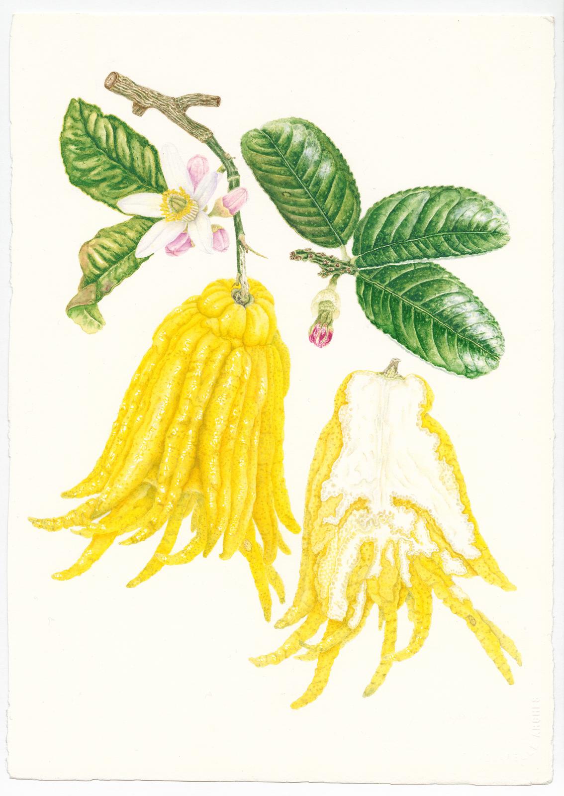 Citron Buddha's hand