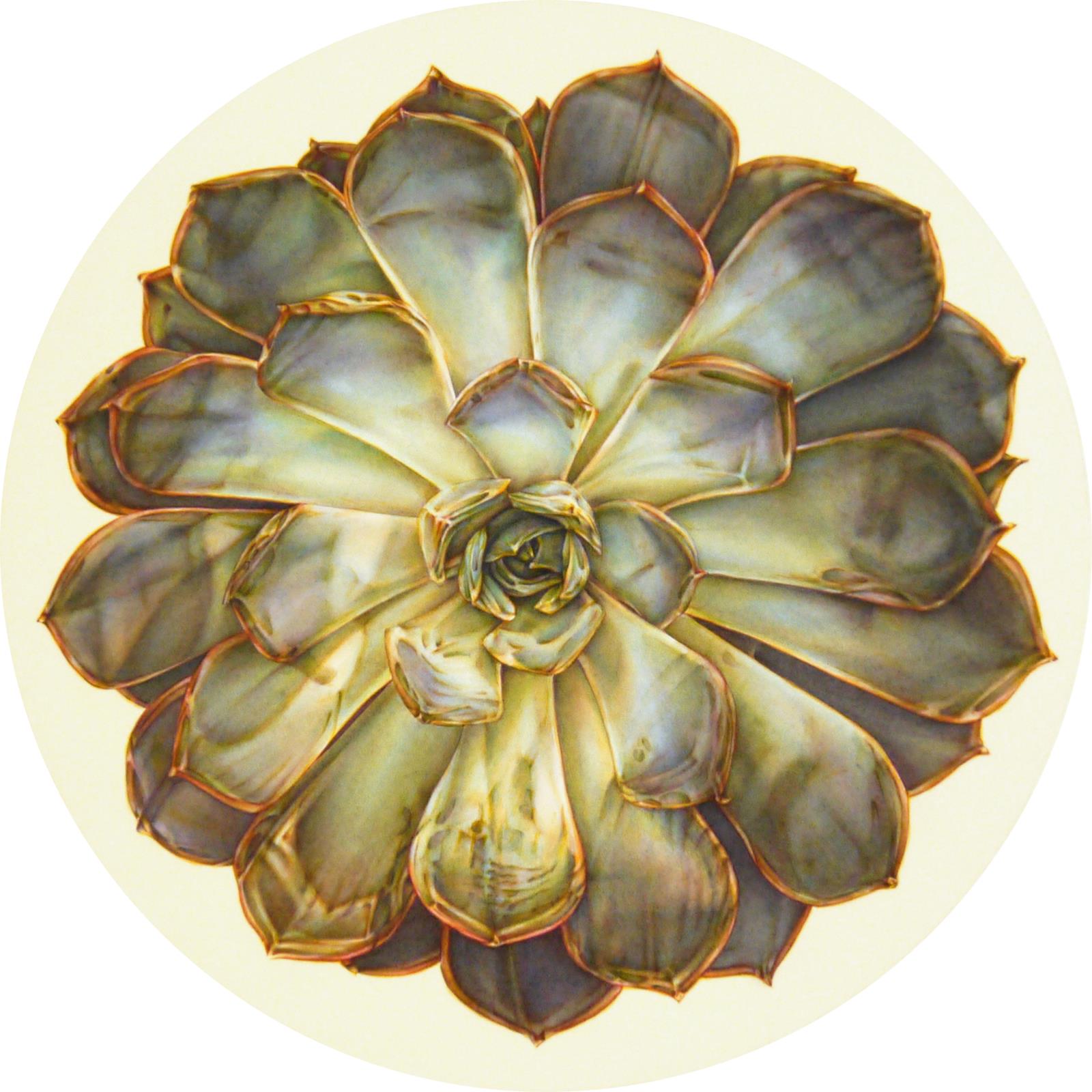 Echeveria 'Perle von Nuernberg' (Leaves 55)