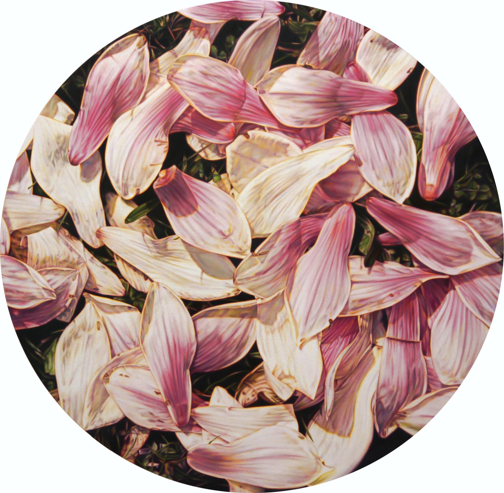 Magnolia x soulangeana (Leaves 56)