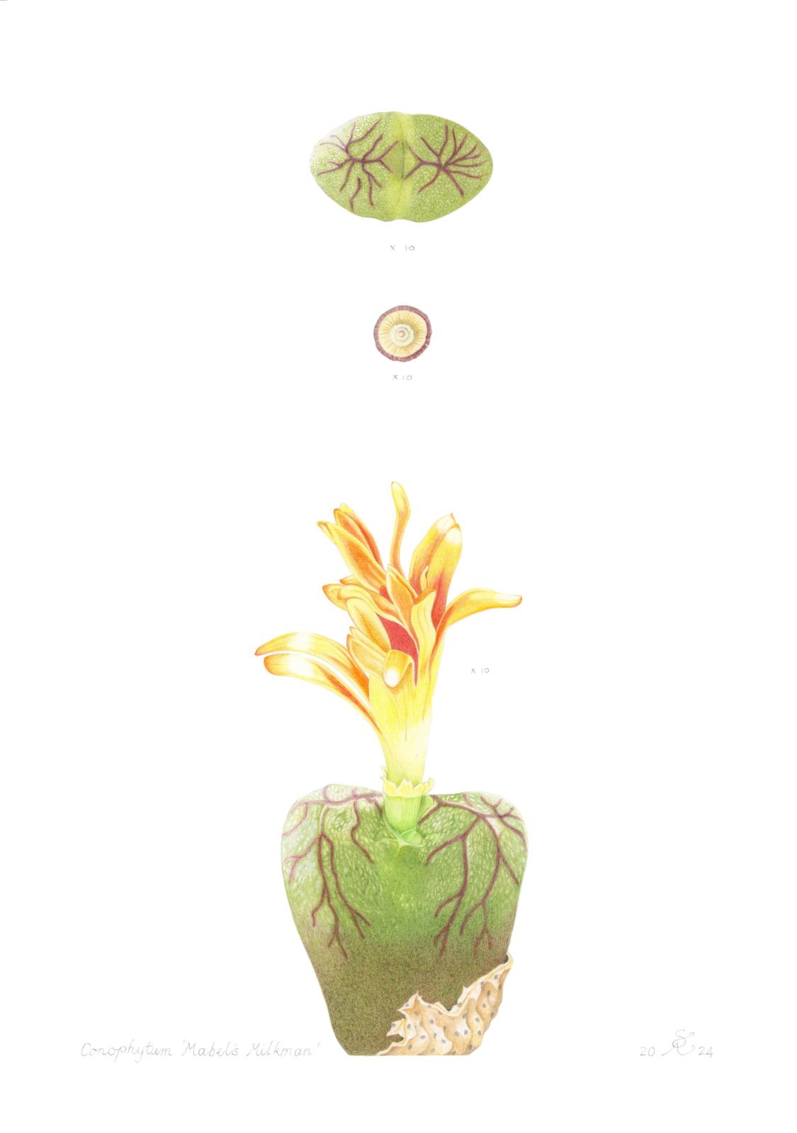Conophytum ectypum subsp. brownii x C.bilobum s.l.