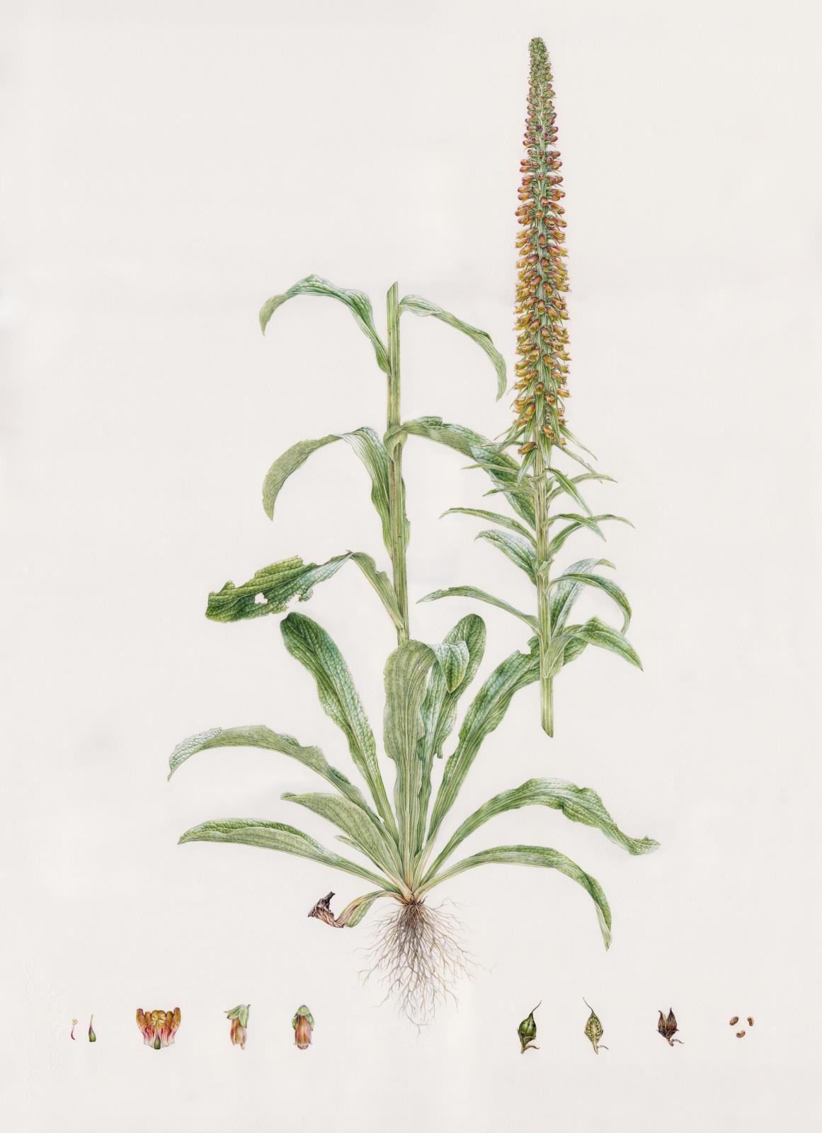Digitalis parviflora