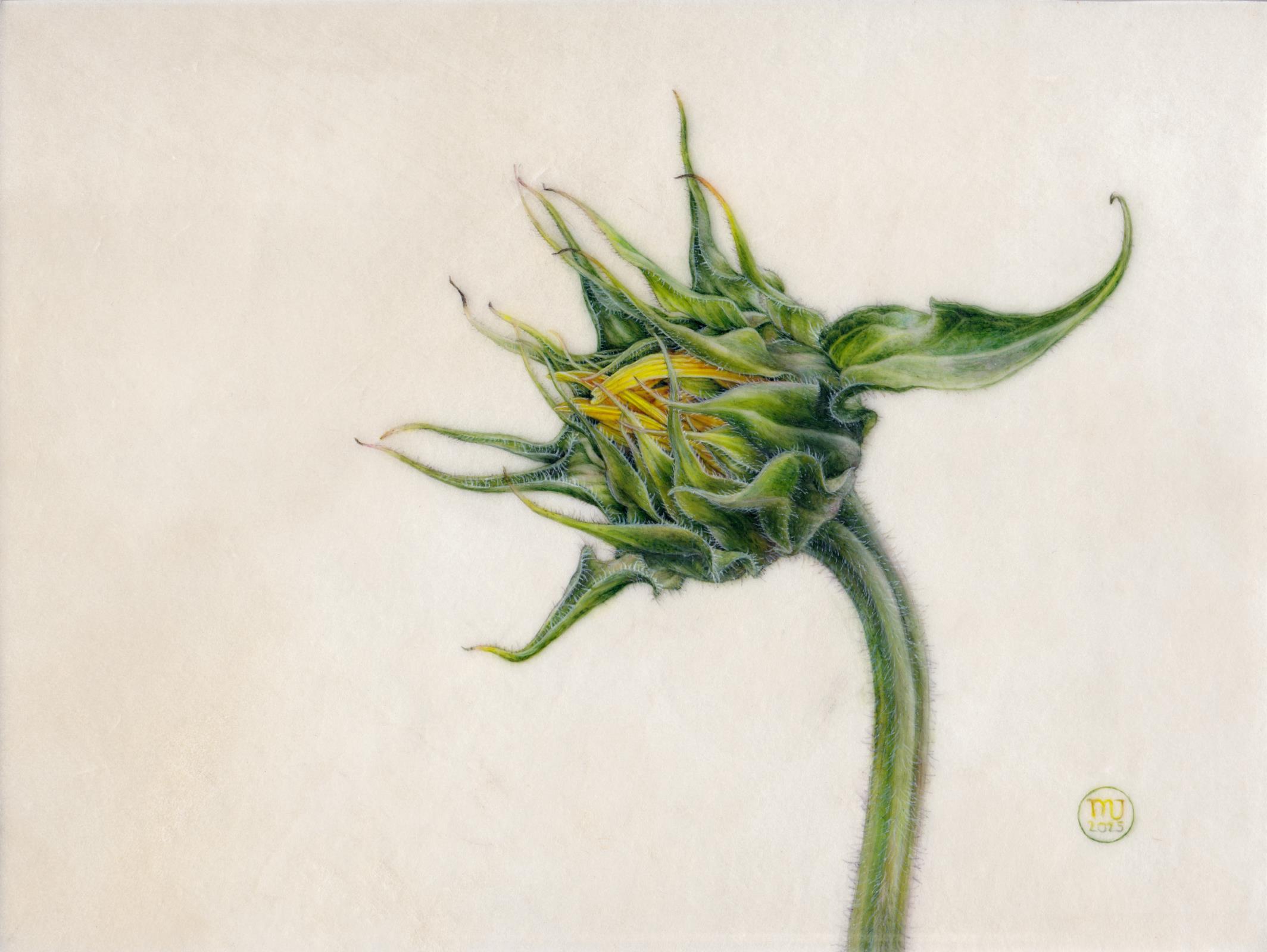 Helianthus annuus