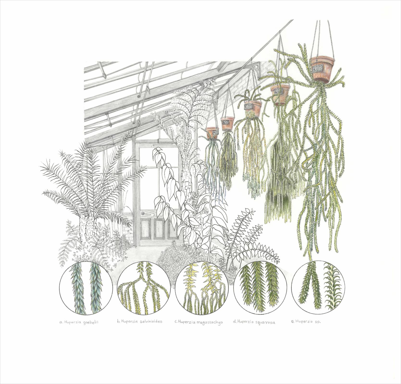 Fern House, University of Cambridge Botanic Garden
