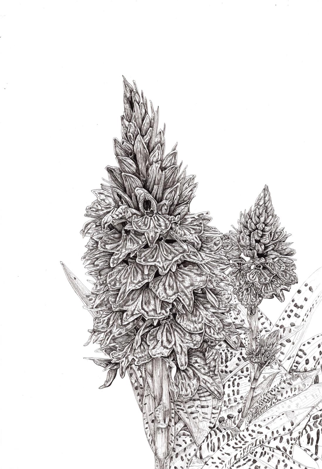 Dactylorhiza x Brauni