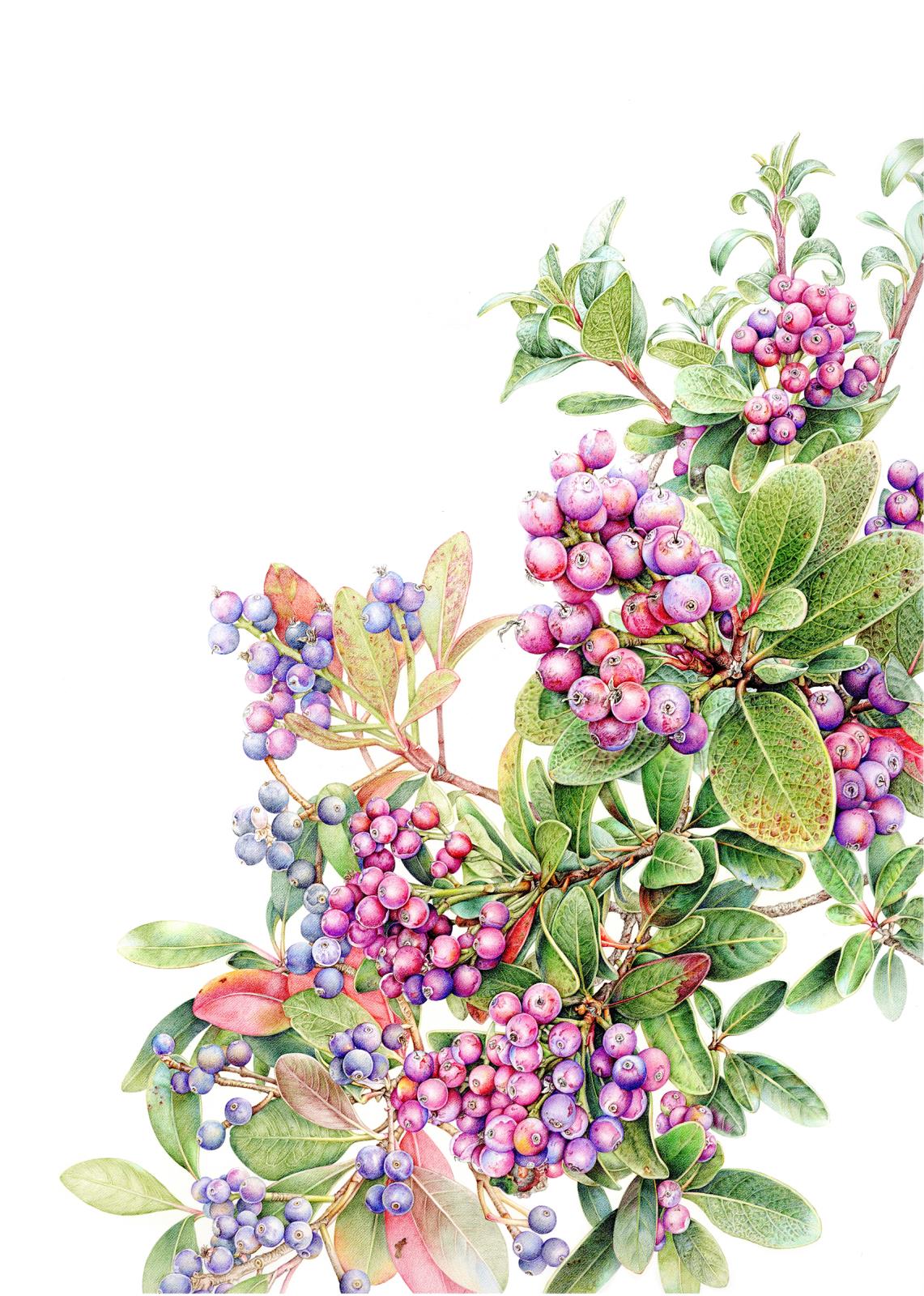 yeddo hawthorn(fruit)