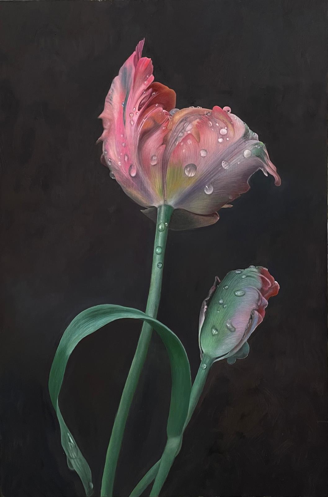 Rembrandt tulips