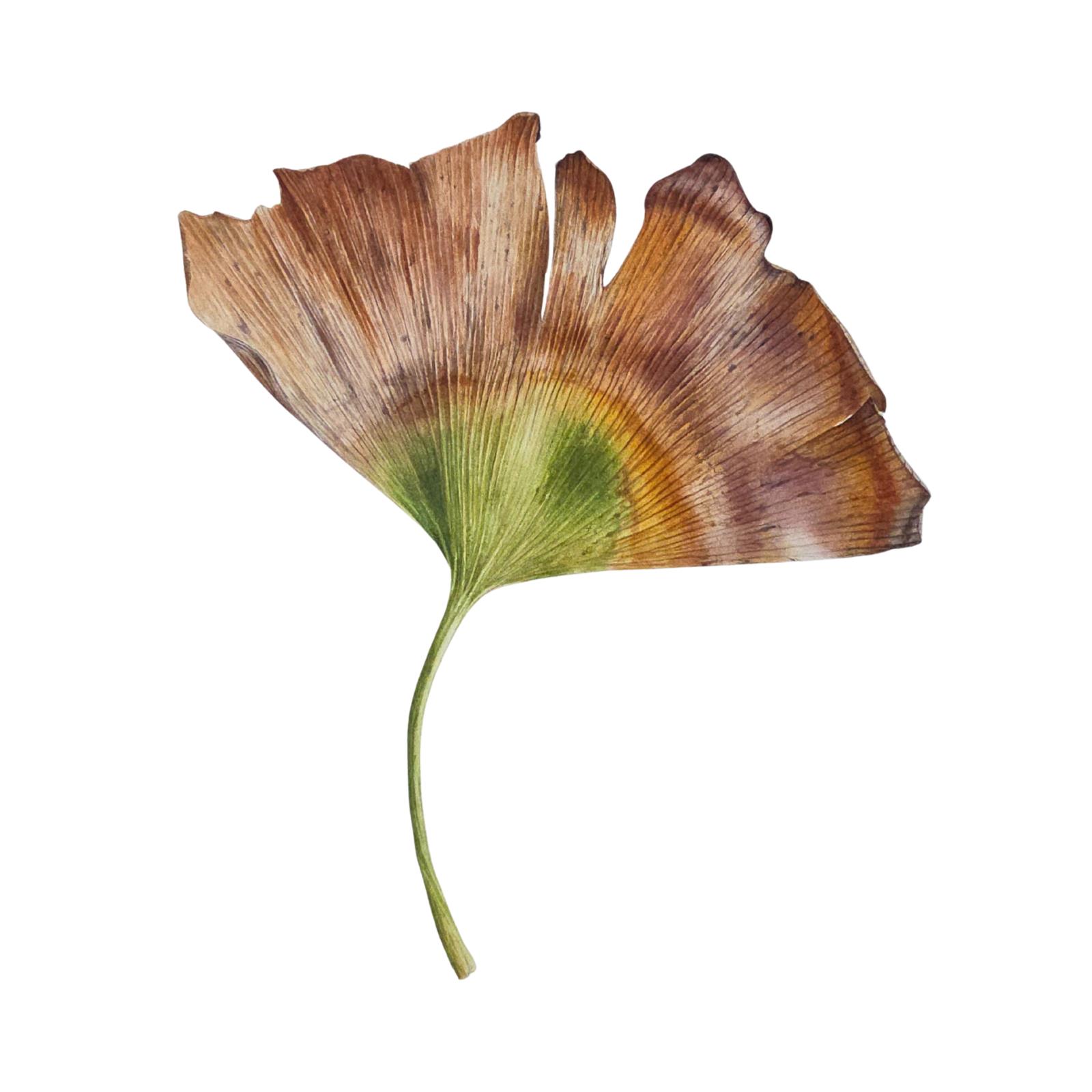 'Sunnymead Drive October 2025' (Ginkgo Biloba)