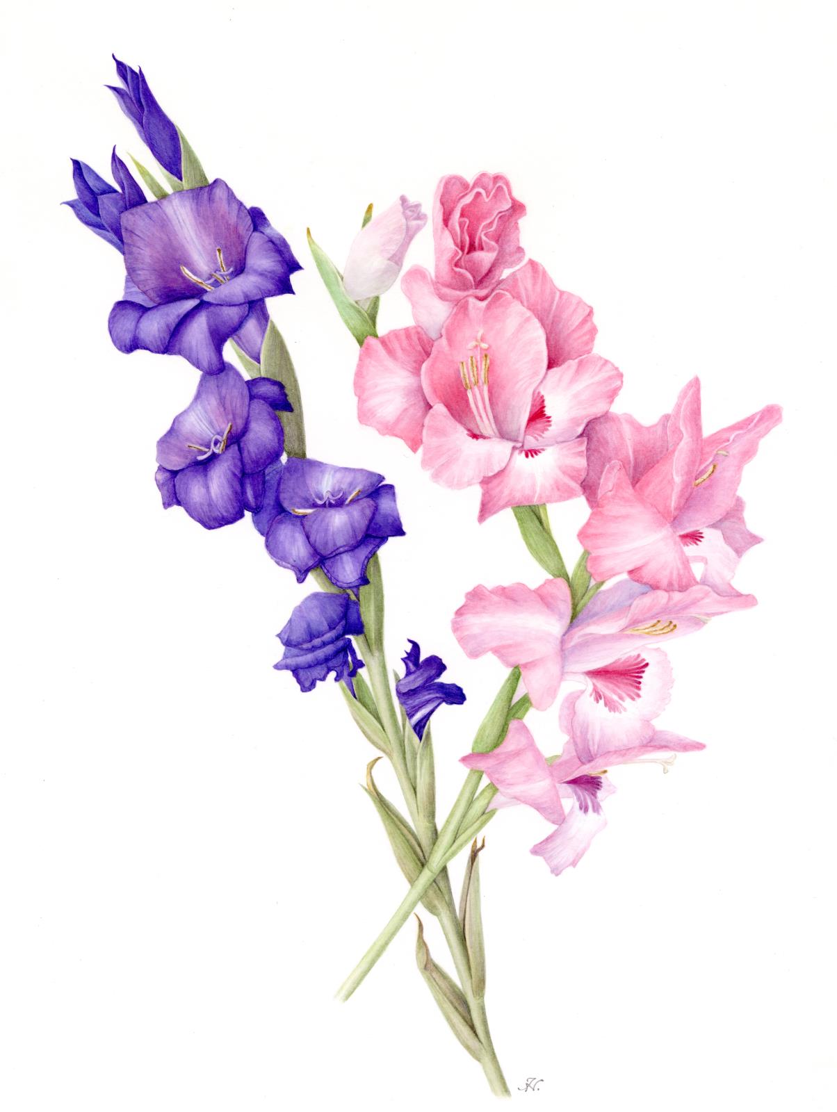 Gladioluses