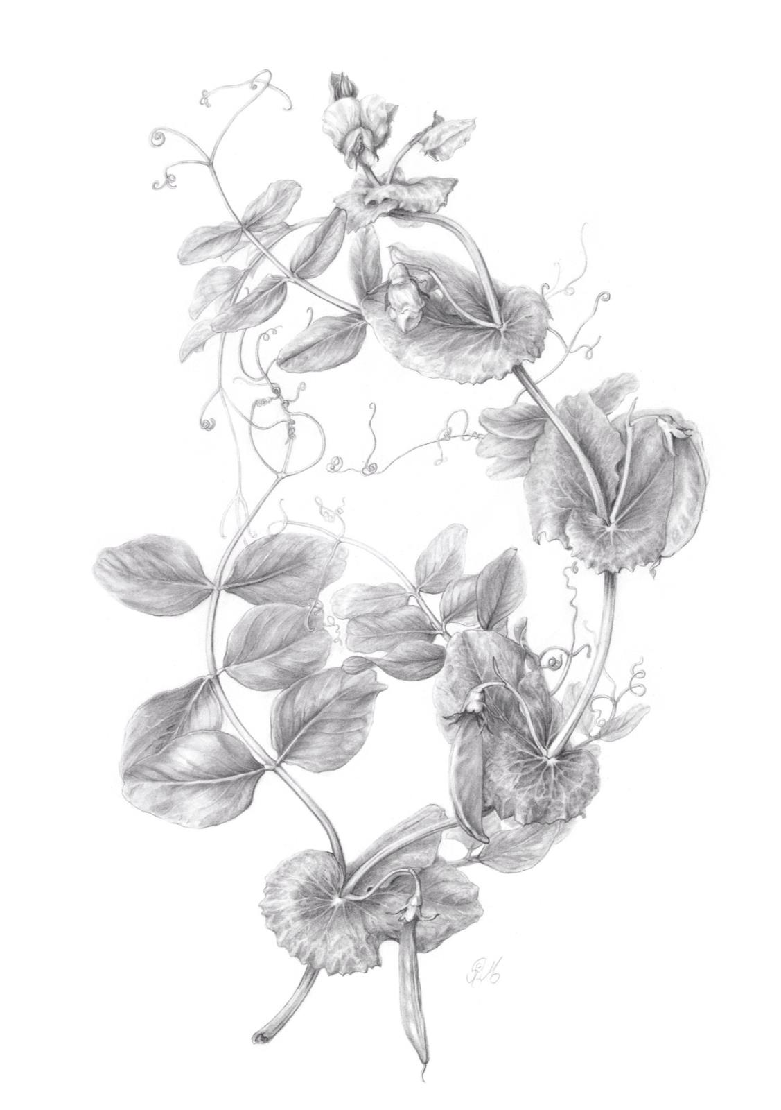 Abundance 