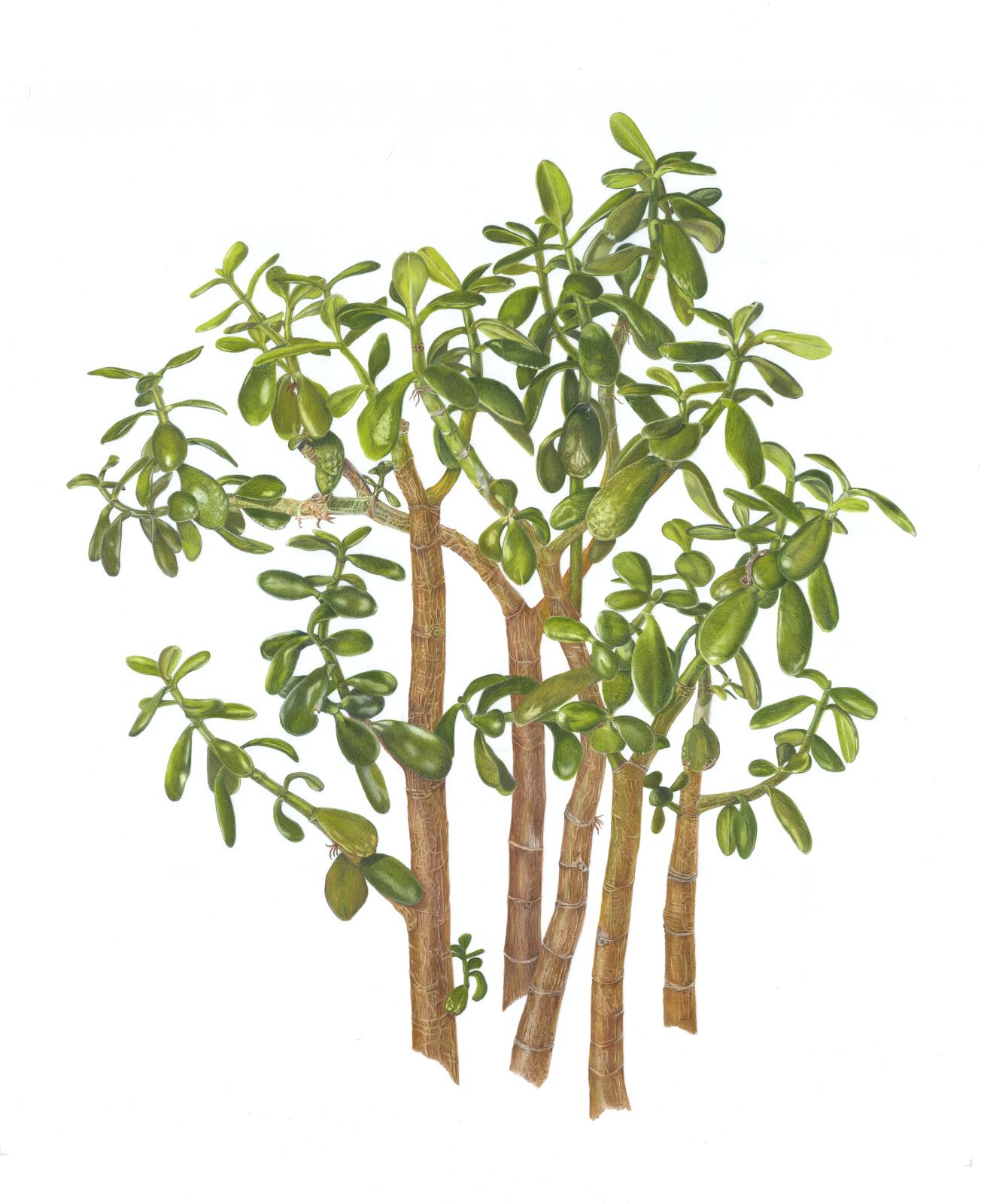 A Gift of Jade