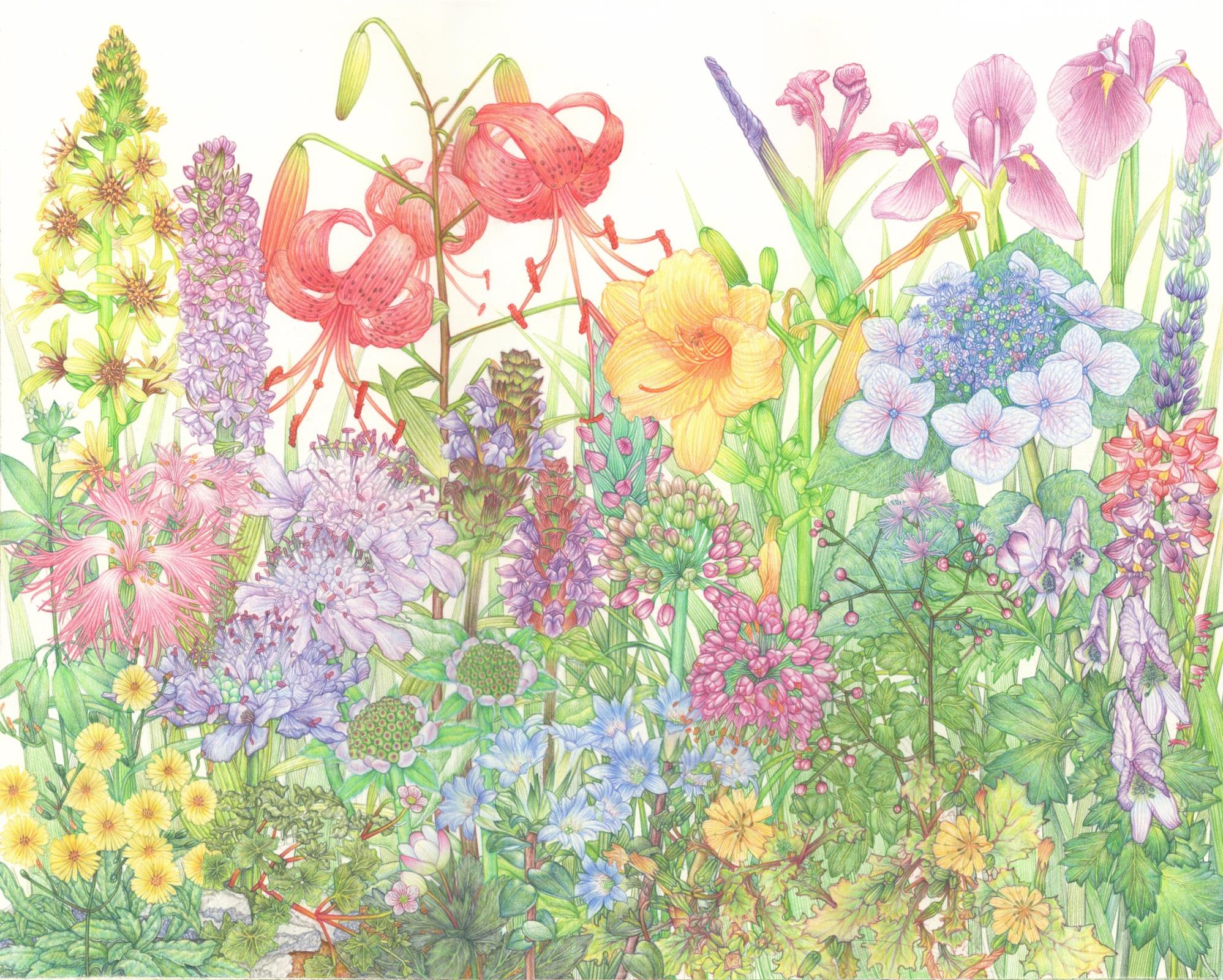 100 Wildflowers of Jeju Island, Korea - Hallasan Mountain