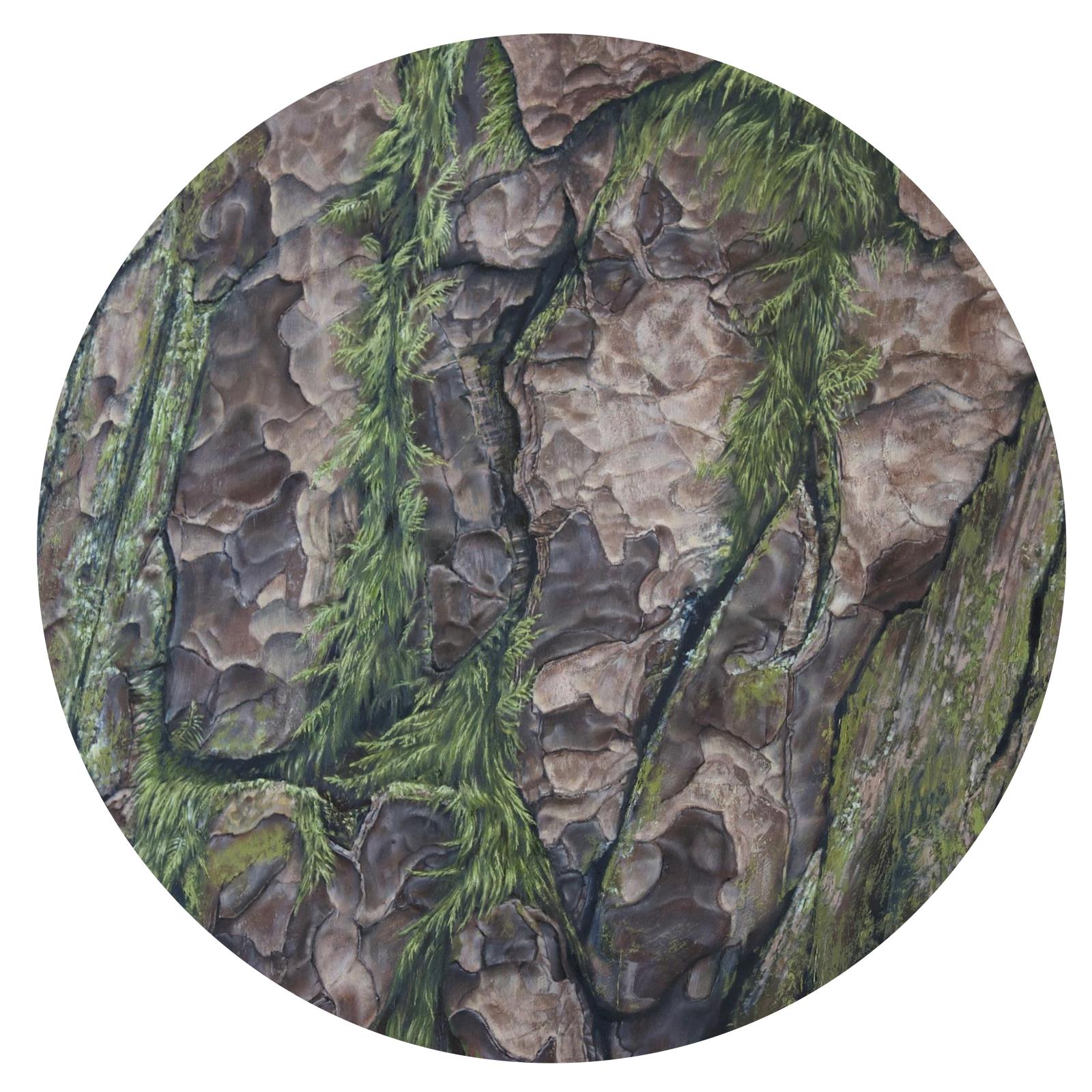 Scots pine and Hypnum 