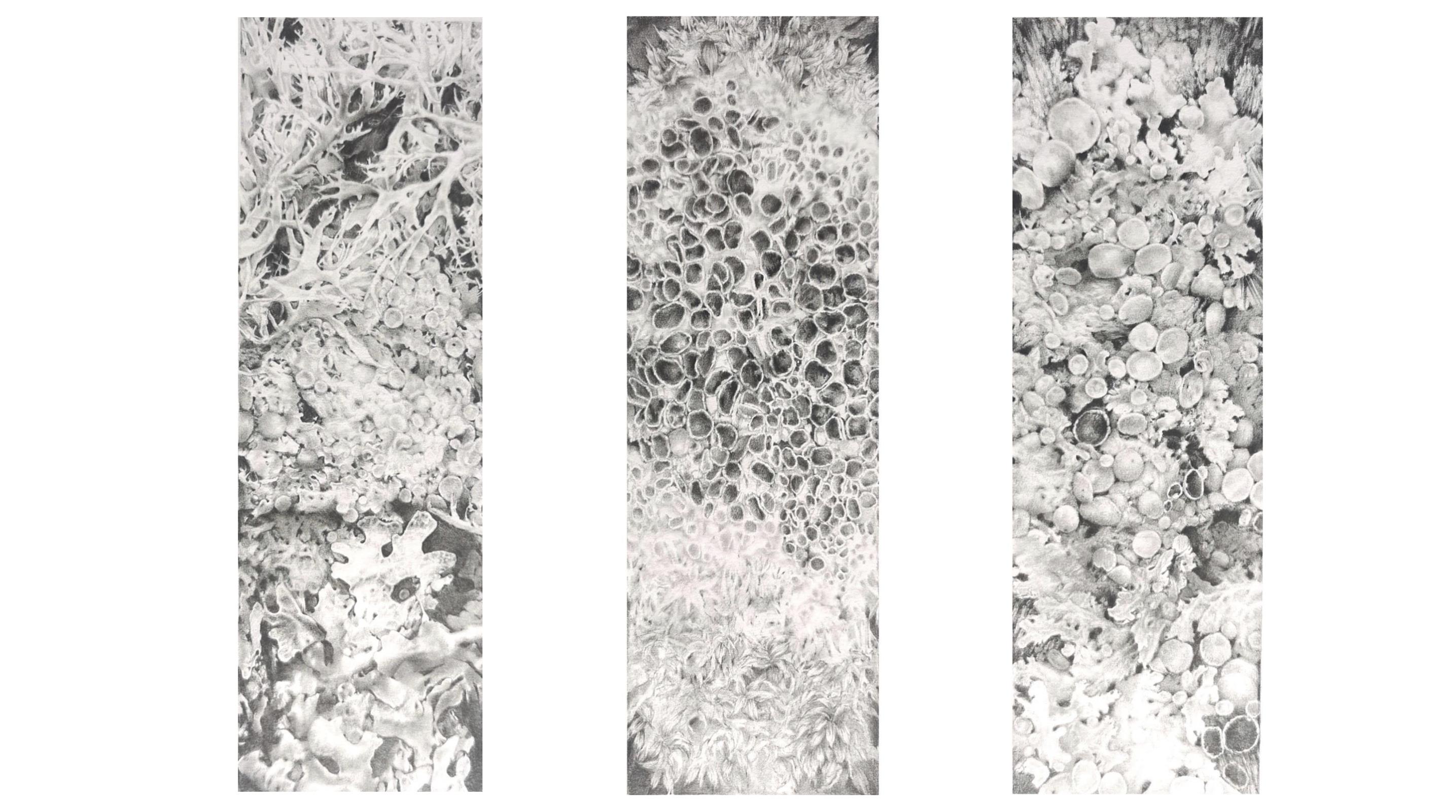 Lichen Identification - Slides (Triptych)
