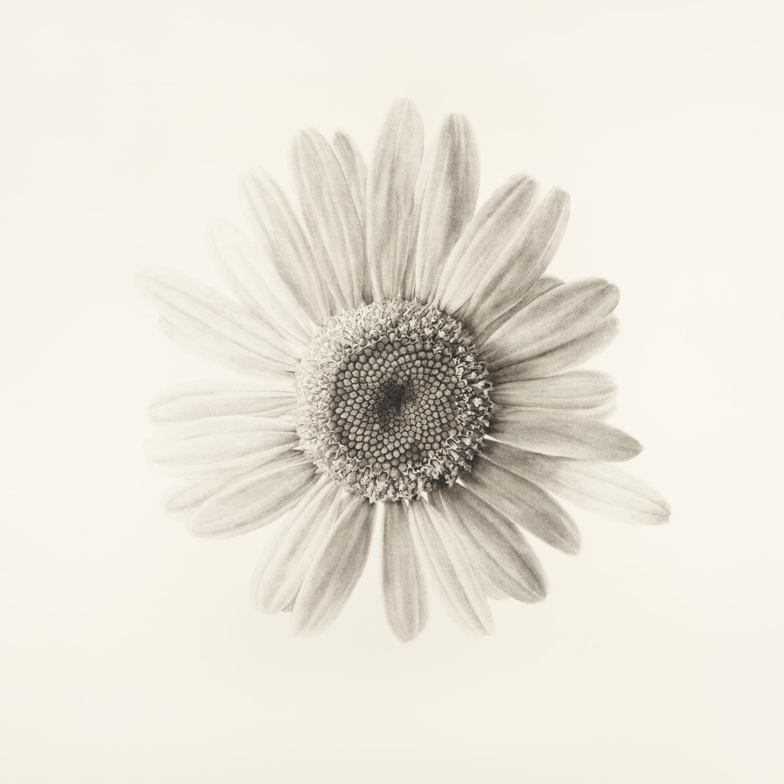 Supernova - Leucanthemum vulgare