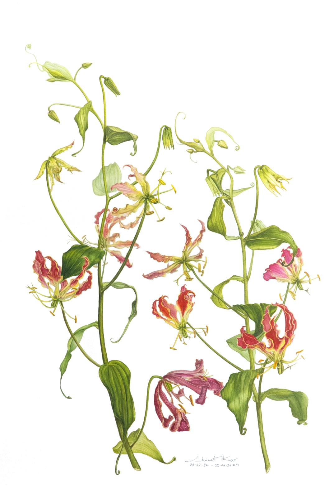 Flame Lily