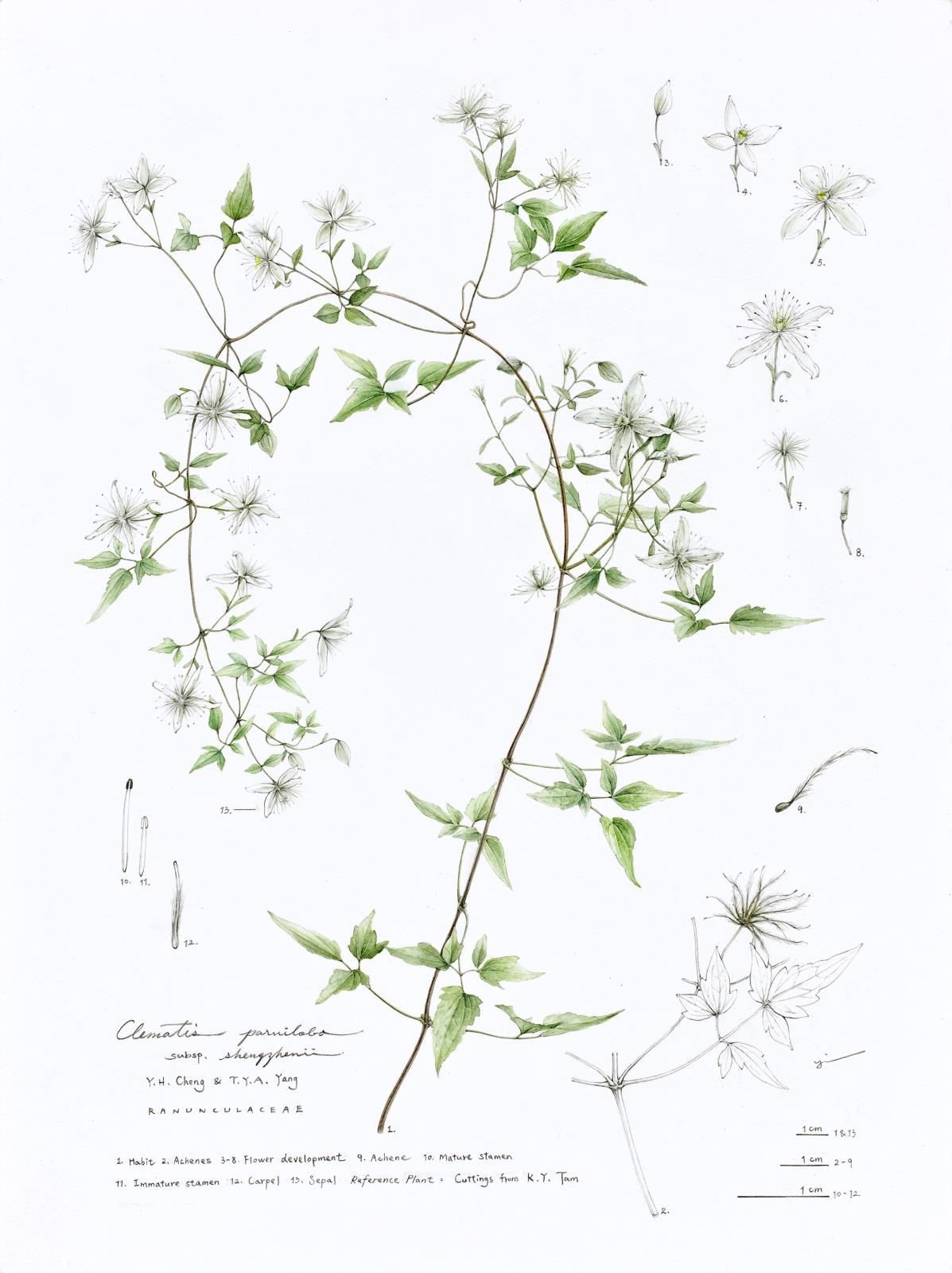 Clematis parviloba subsp. shengzhenii