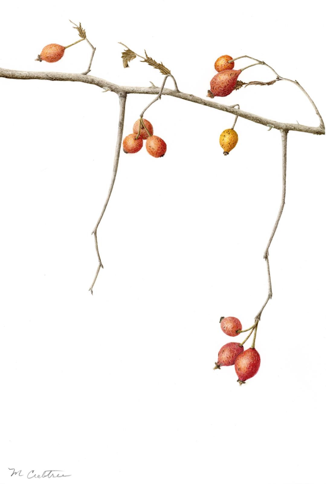 Wild Rosehips