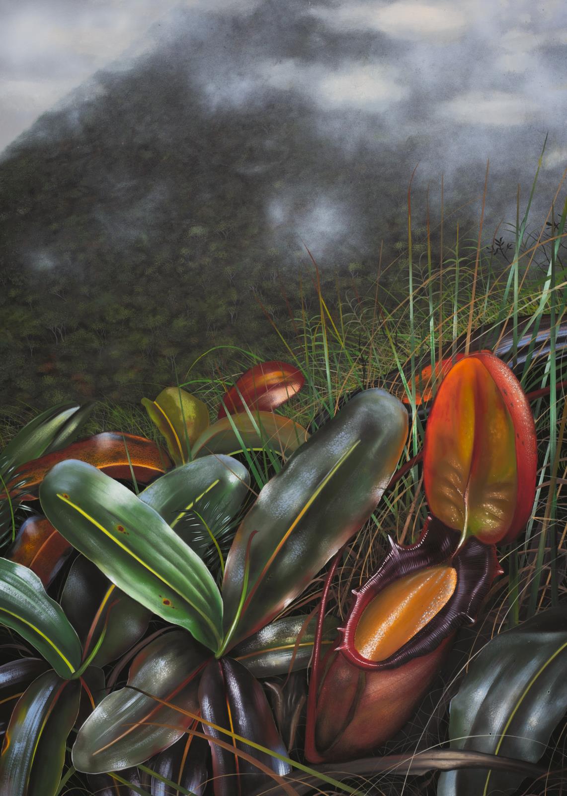 Nepenthes rajah, in oils