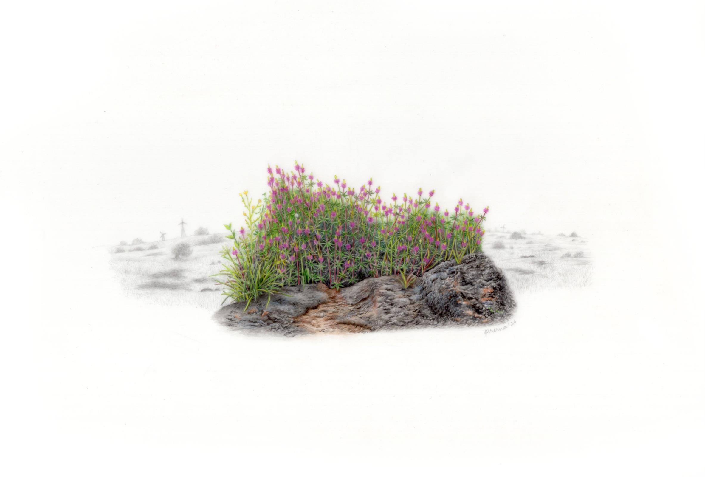 A Piece of Turf from the Chalkewadi Plateau