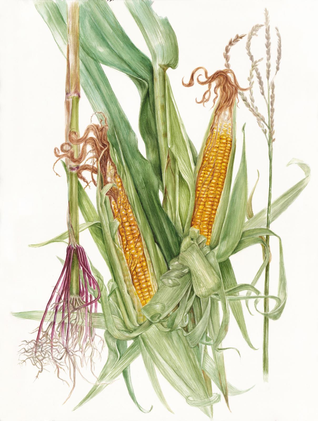 Zea mays