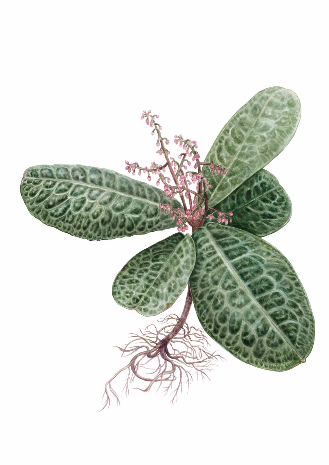 Labisia Obtusifolia