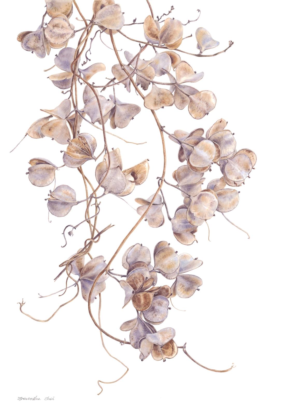 East Asian mountain yam