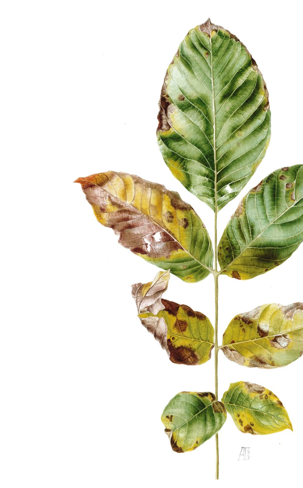 Walnut leaf