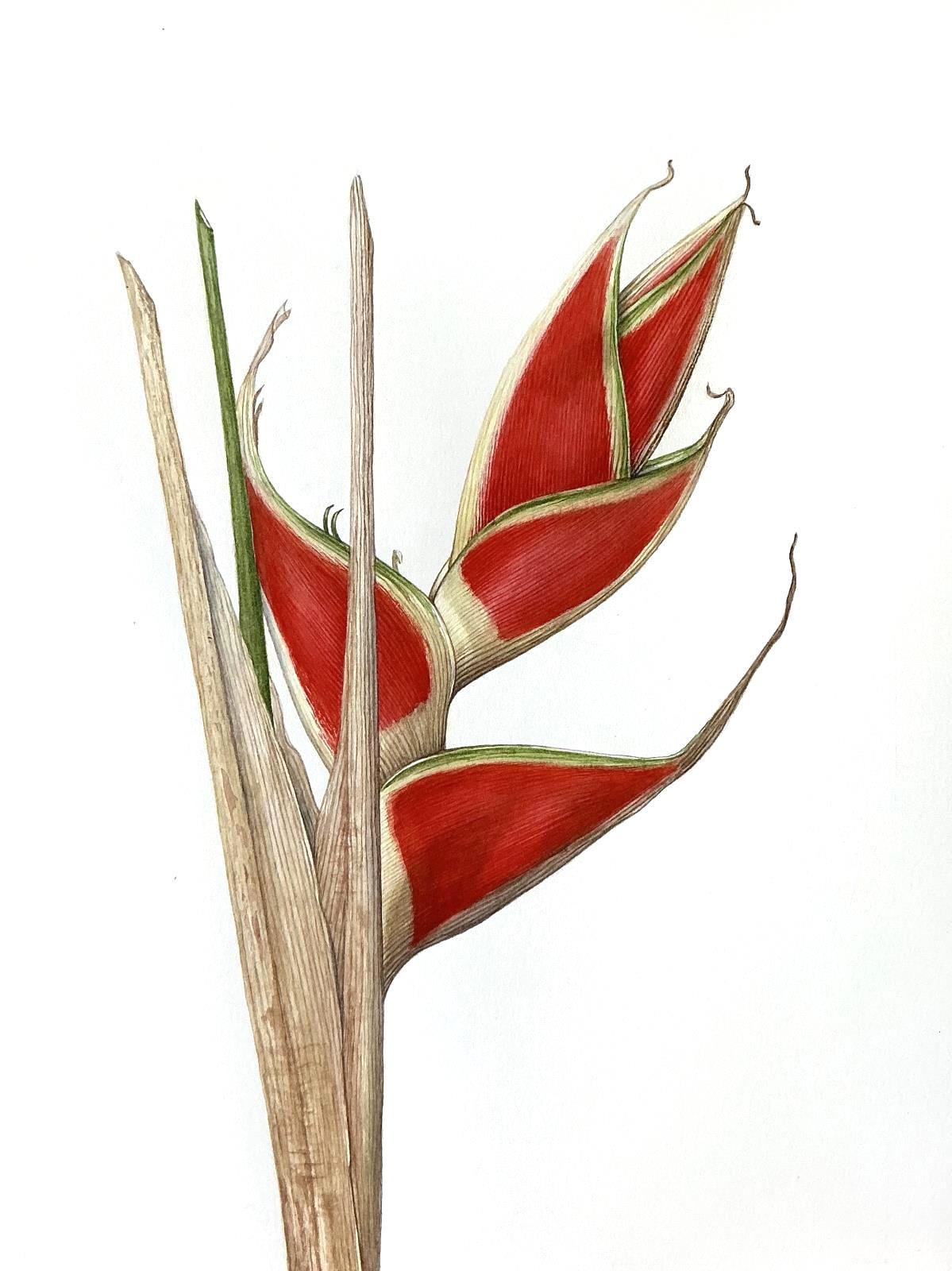 Heliconia wagneriana