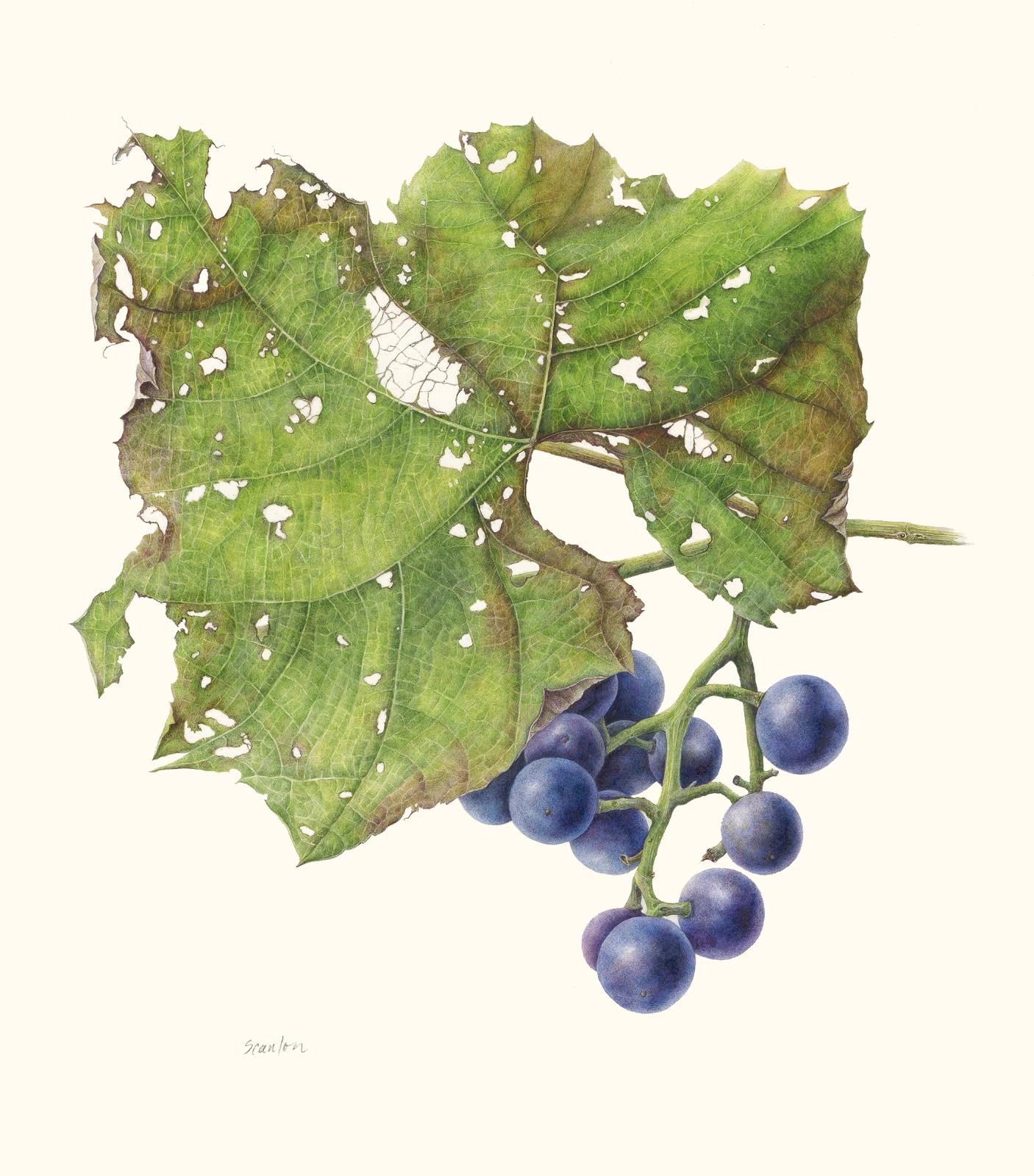 Beta Grapes
