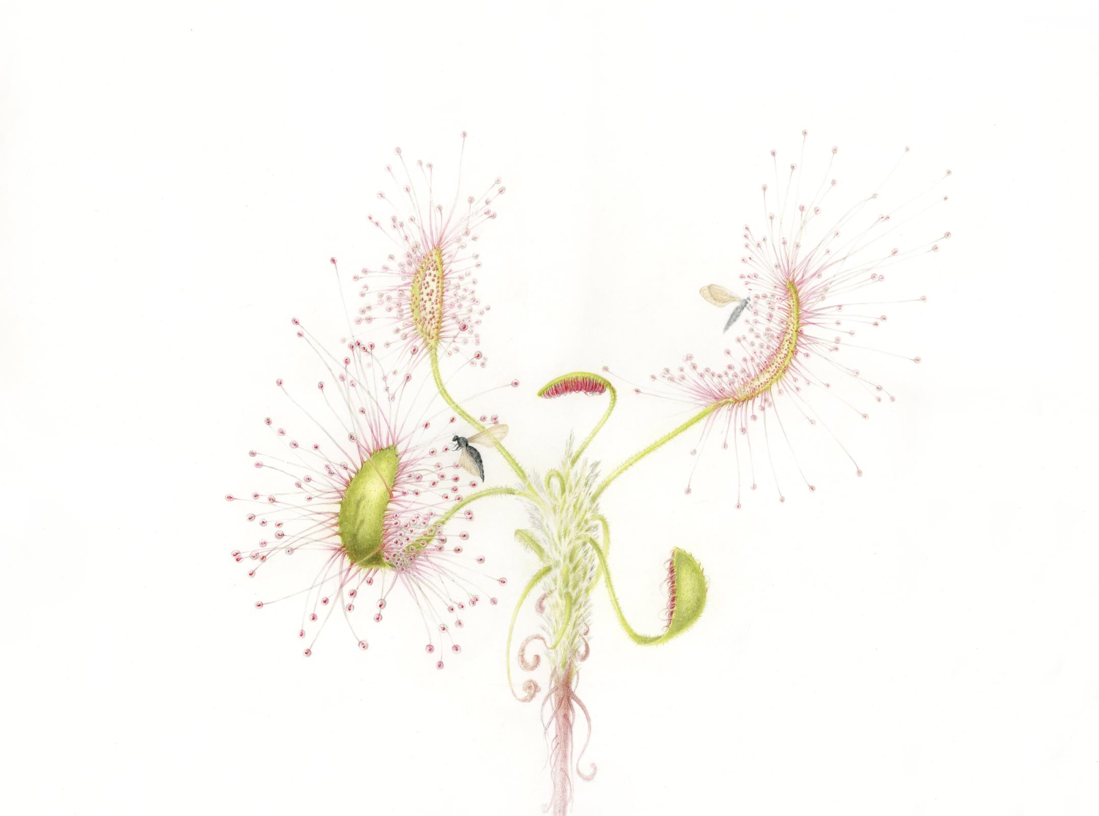 Drosera scorpioides