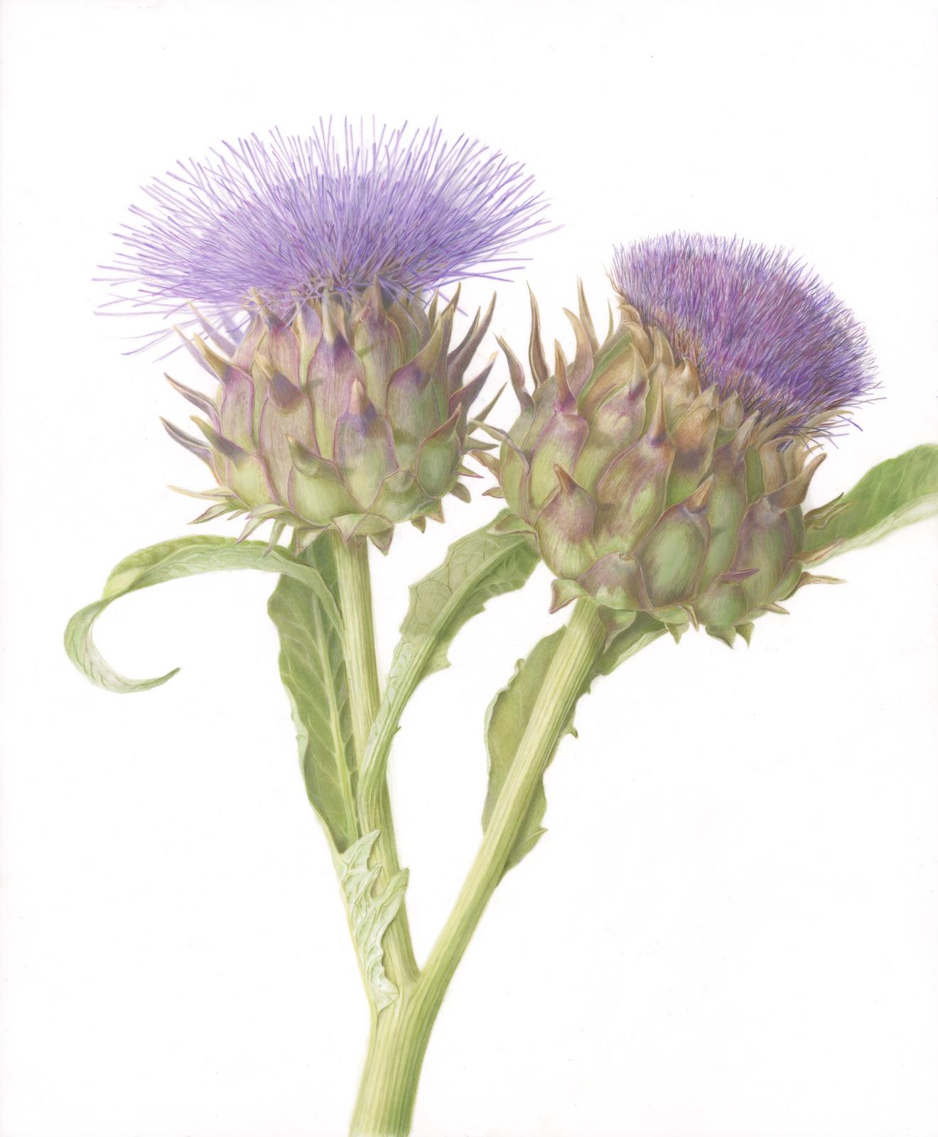 Two Cardoons