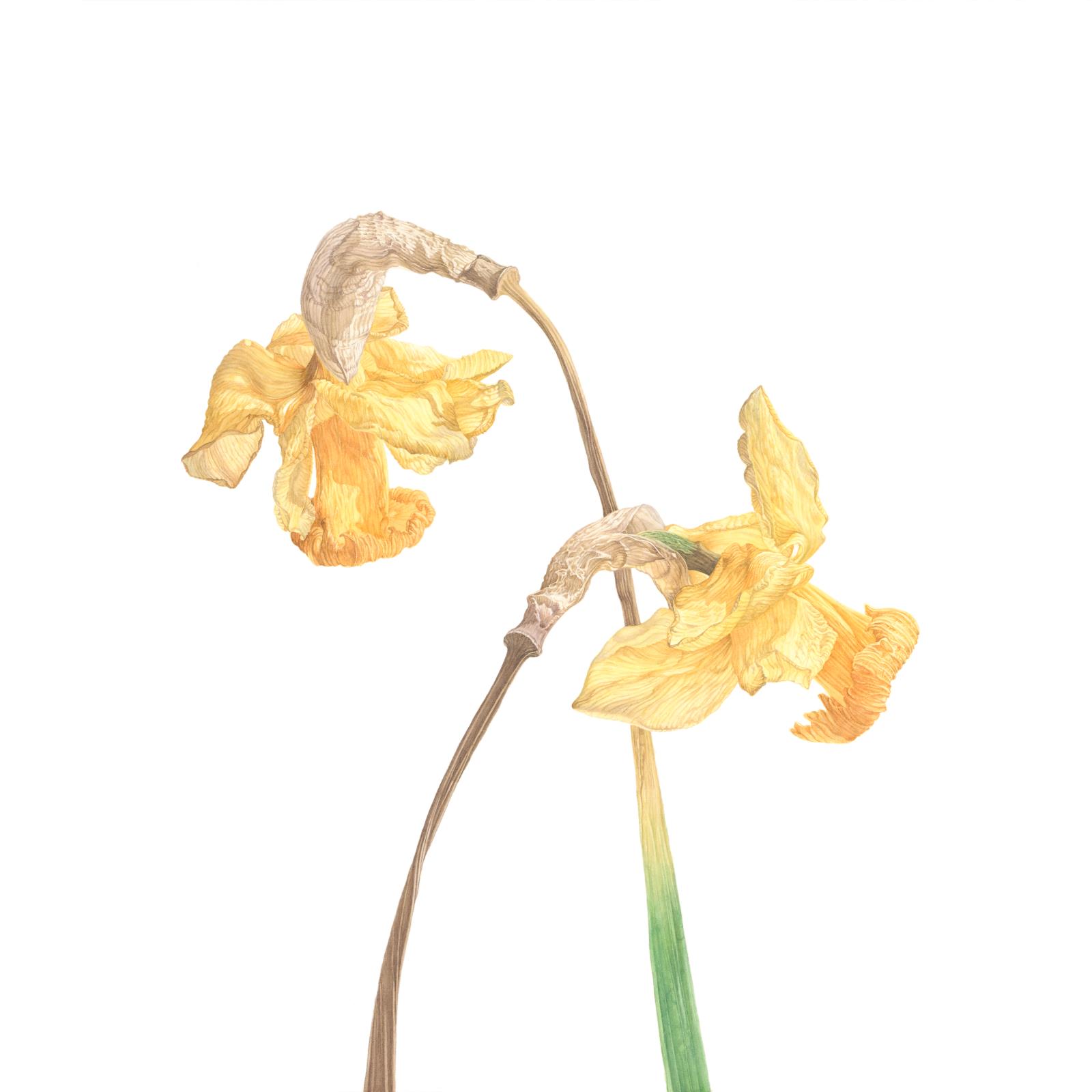 Narcissus cyclamineus, February Gold