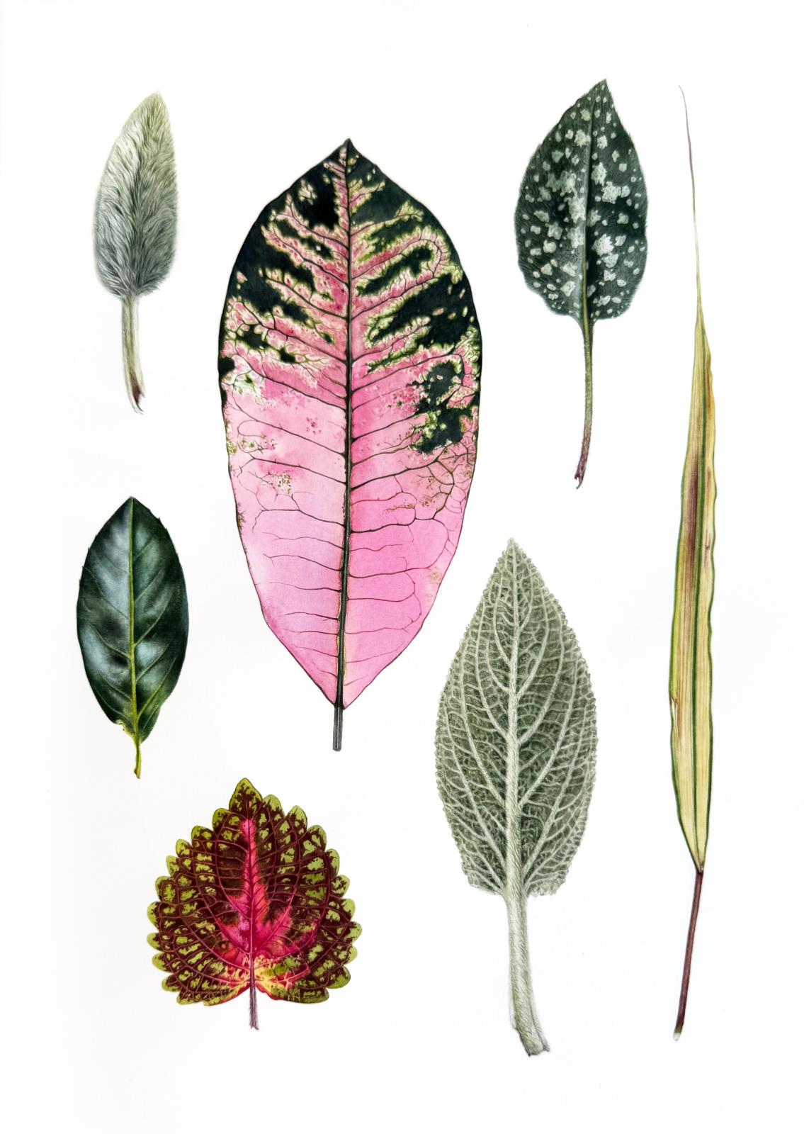 «Seven Forms of Nature»