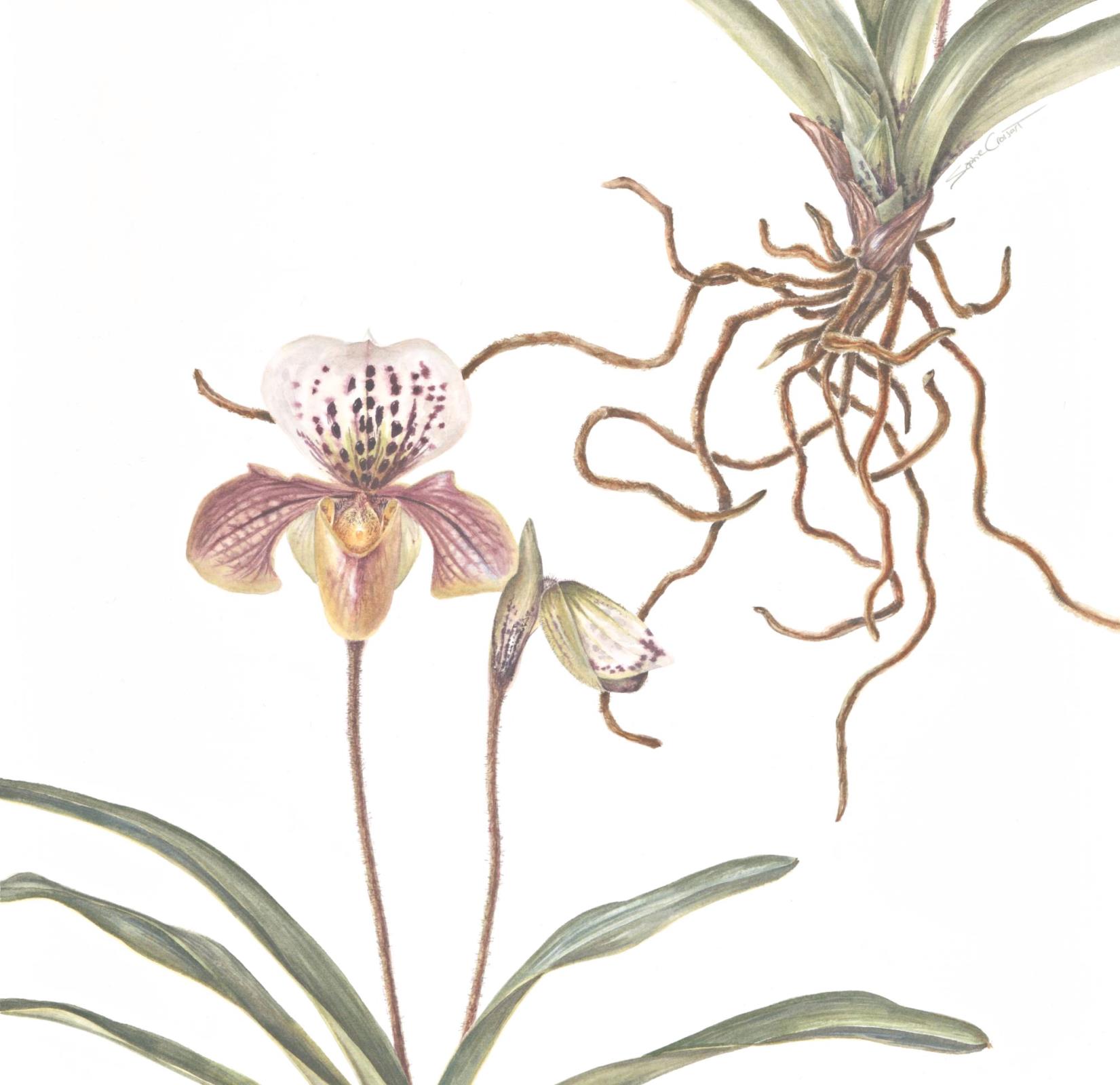 Paphiopedilum gratrixianum (Venus Slipper Orchid)