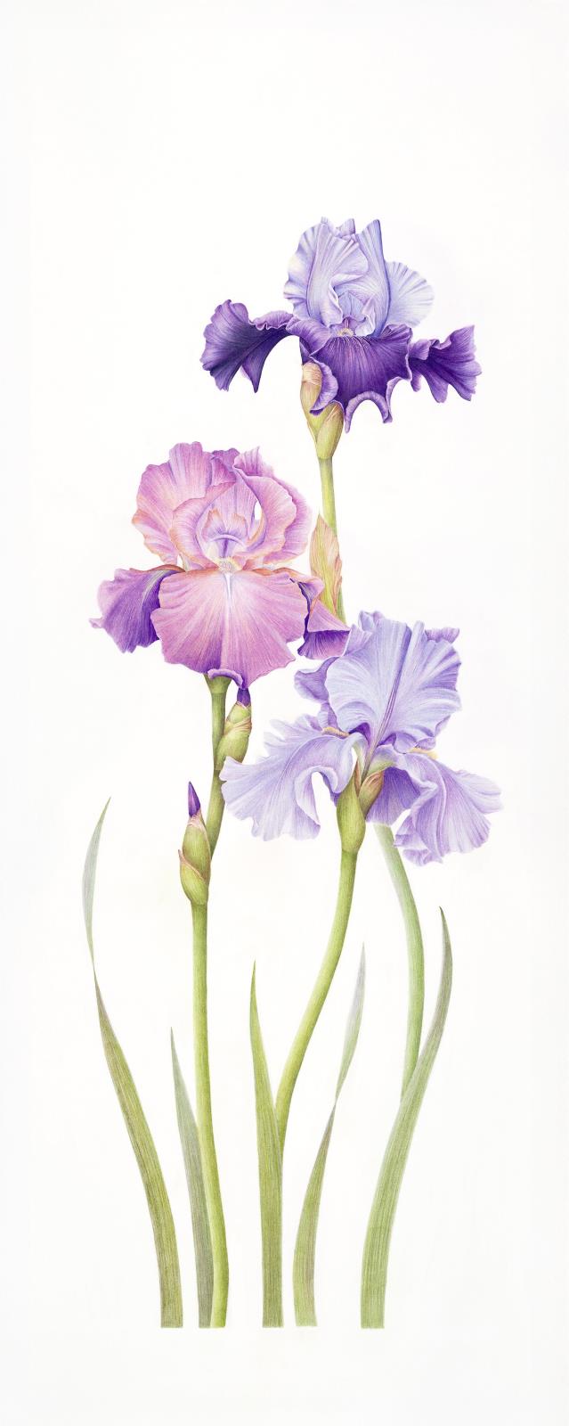 Emily's Irises