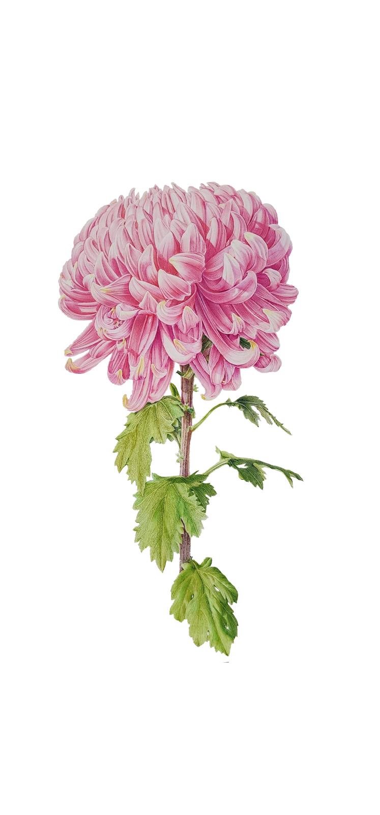 Chrysanthemum morifolium