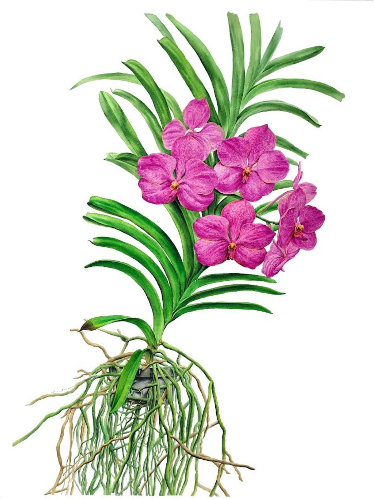 Vanda