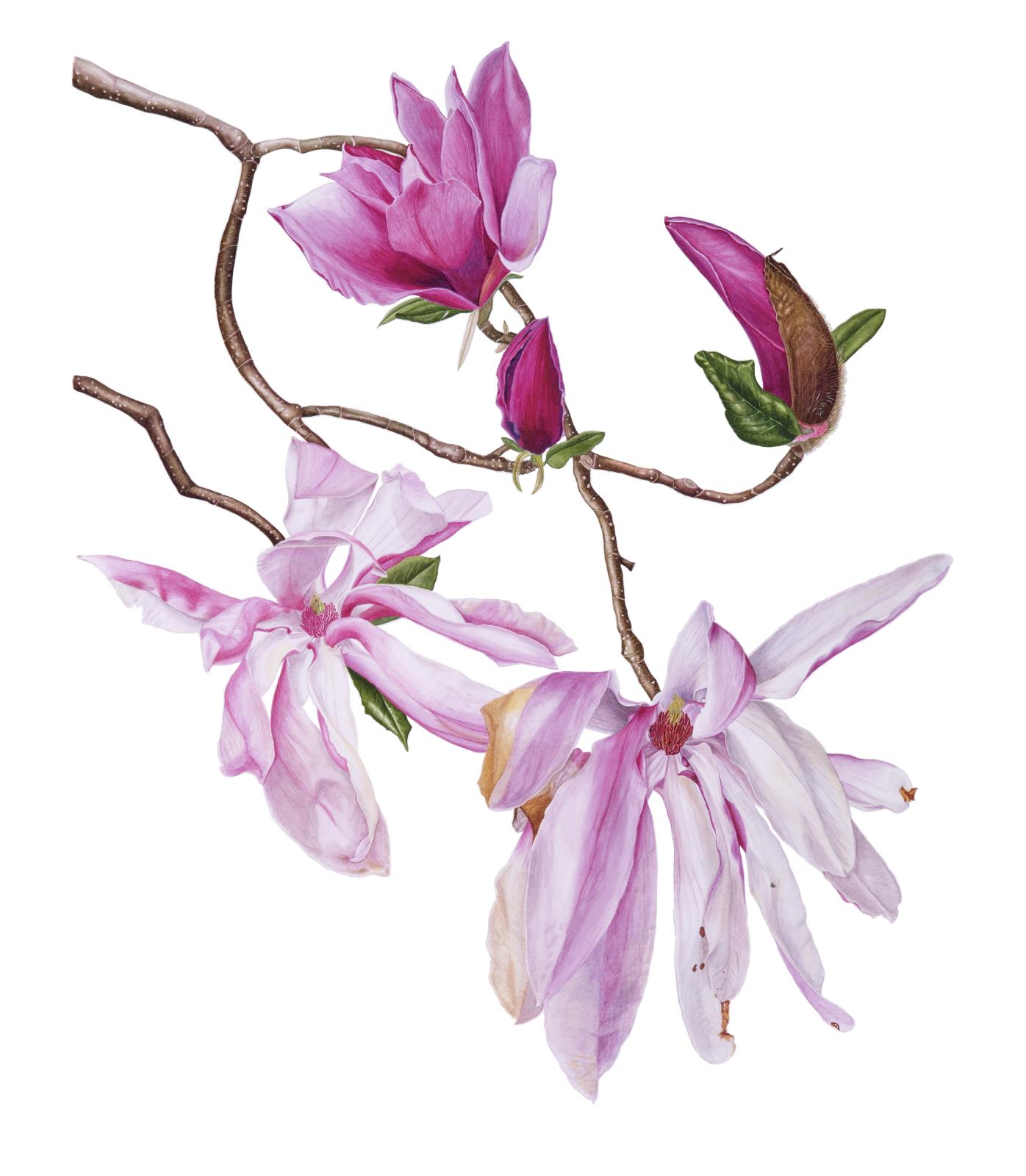 Magnolia liliiflora 