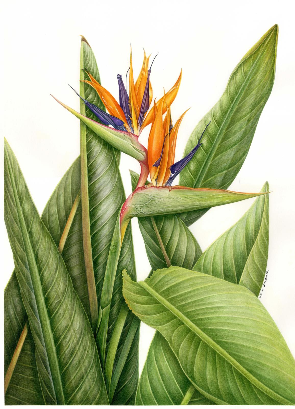 Strelitzia reginae Banks