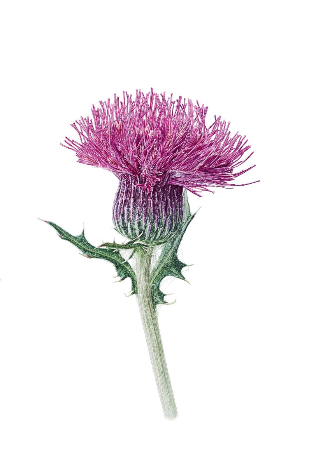 Thistle