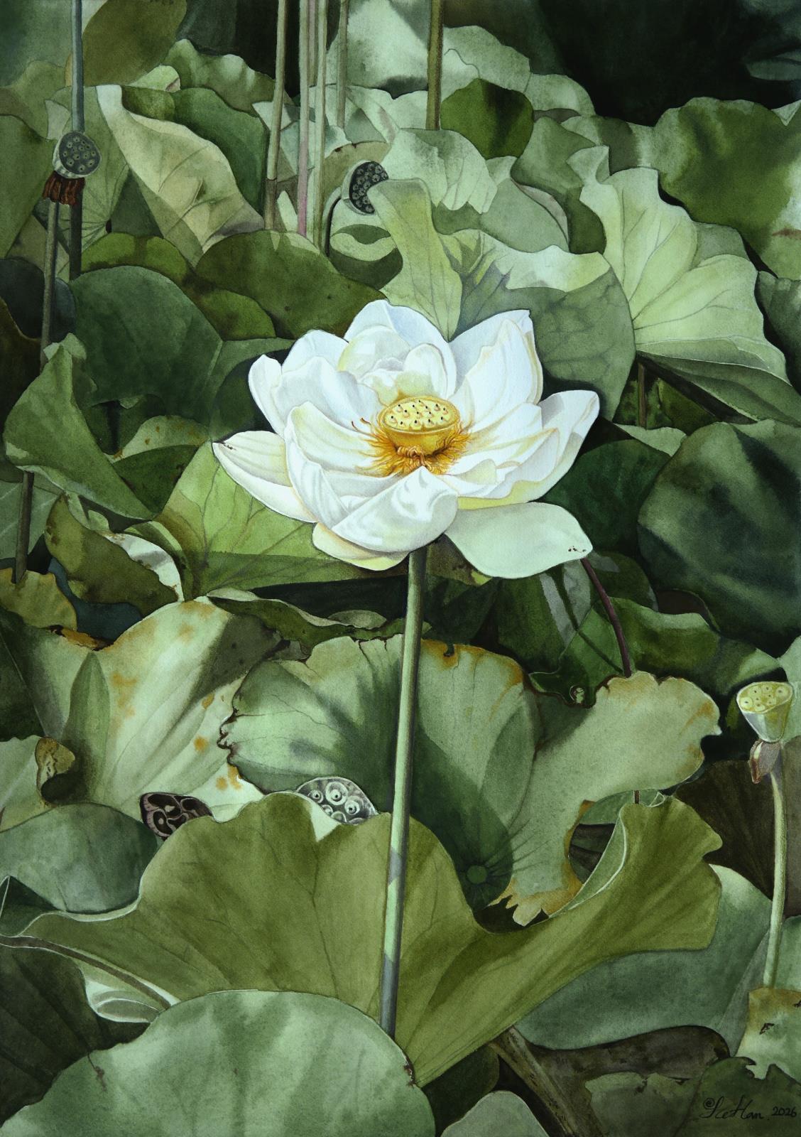 Lotus