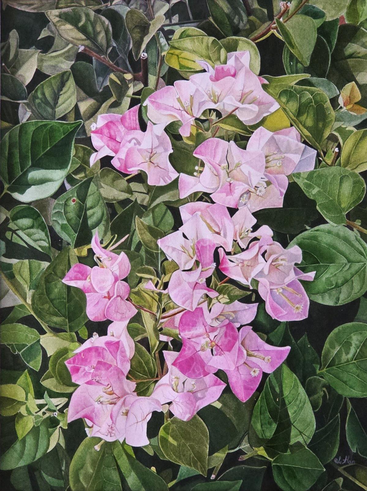 Bougainvillea