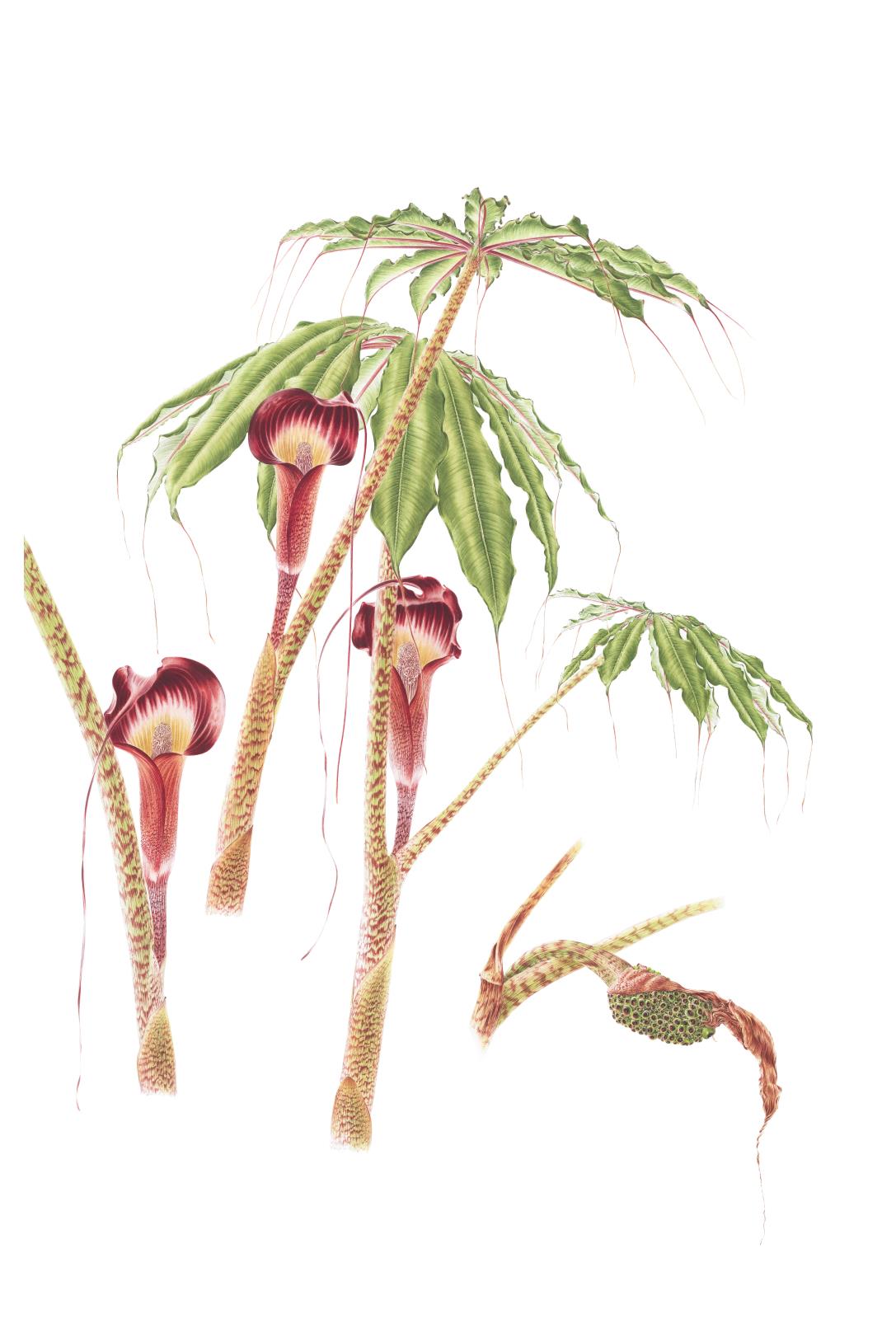 Taiwanese Cobra Lily Arisaema taiwanense Taiwanese cobra lily