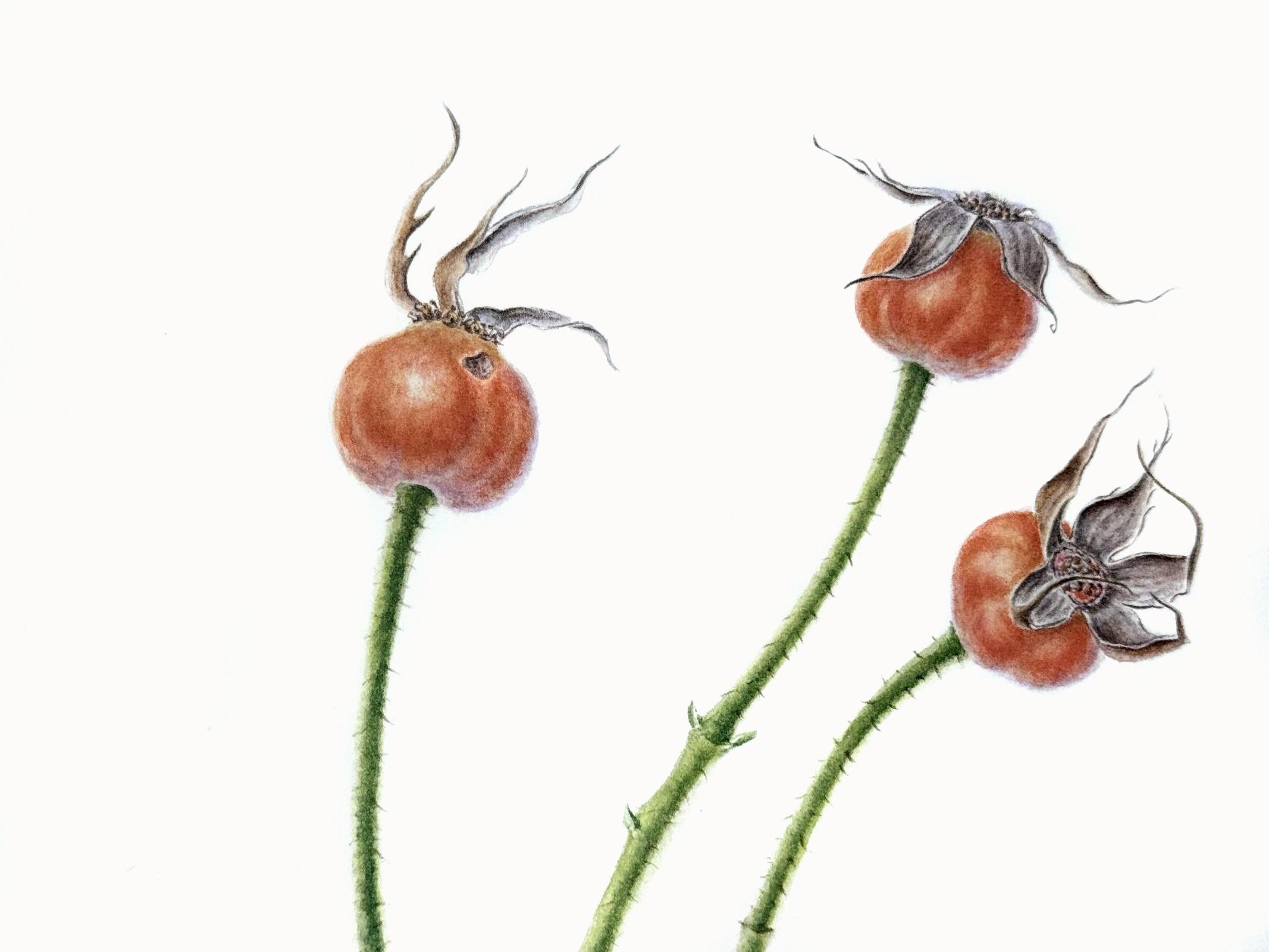 Rose hips