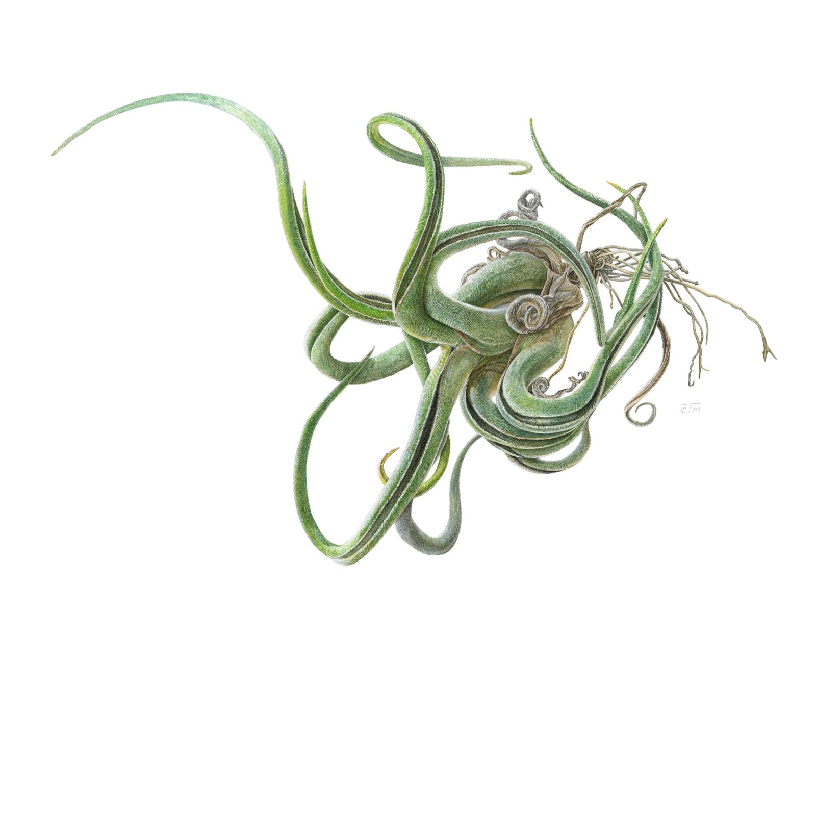 Octopus Plant:Tillandsia caput-medusae